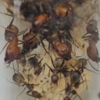 Camponotus nicobarensis 1q 5-15 werksters / mieren ant, Animaux & Accessoires, Insectes & Araignées, Fourmis