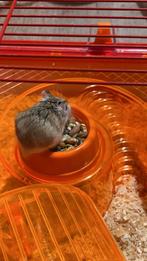 Hamsters set, Animaux & Accessoires, Rongeurs, Domestique, Hamster, Mâle