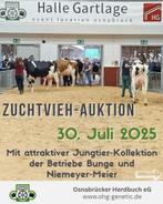 𝟯𝟬 𝗝𝘂𝗹𝗶 𝘃𝗲𝗶𝗹𝗶𝗻𝗴 𝘁𝗲 𝗢𝘀𝗻𝗮𝗯𝗿𝘂𝗰𝗸, Dieren en Toebehoren, Runderen, Vrouwelijk, 0 tot 2 jaar