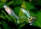 guppy's 10 voor..., Dieren en Toebehoren, Vis, Zoetwatervis, Schoolvis
