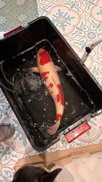 Koi, Dieren en Toebehoren, Karper of Koi