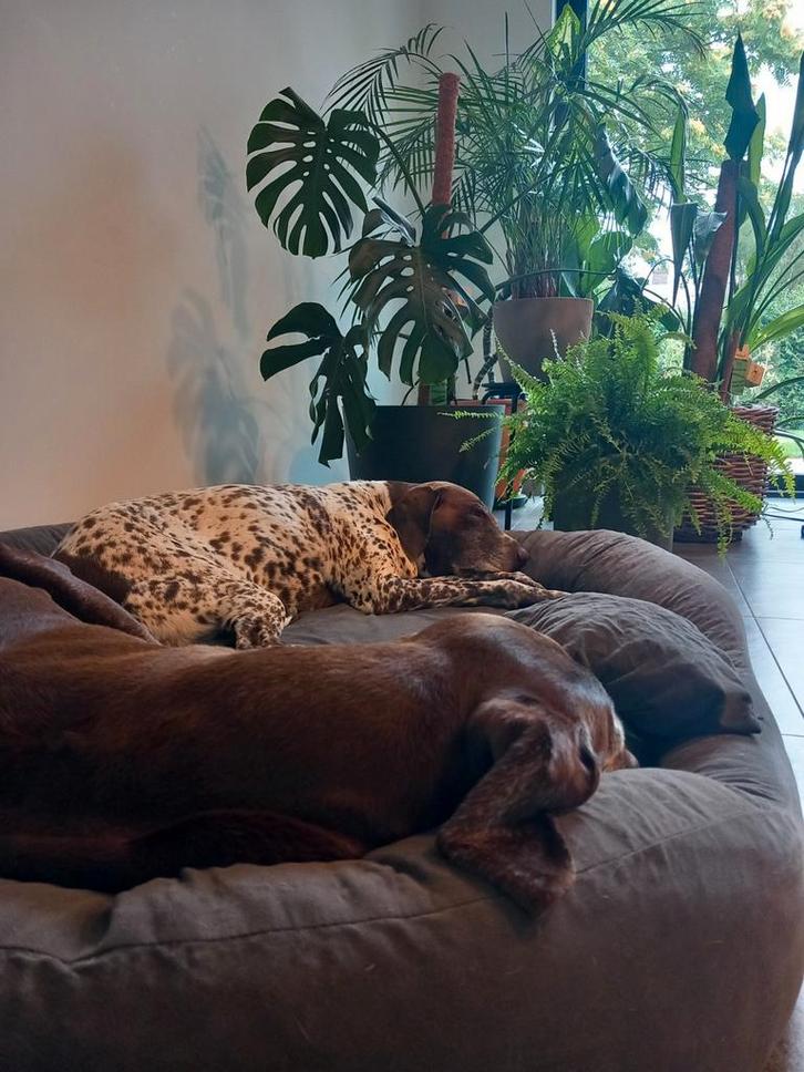 Onderhoud kamerplanten en moestuin, Huis en Inrichting, Kamerplanten, Ophalen