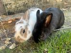 2 Lapins à placer, Mannelijk