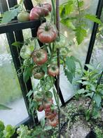 5 zaden tomaat Black from Tula, Verzenden, Voorjaar, Volle zon, Zaad