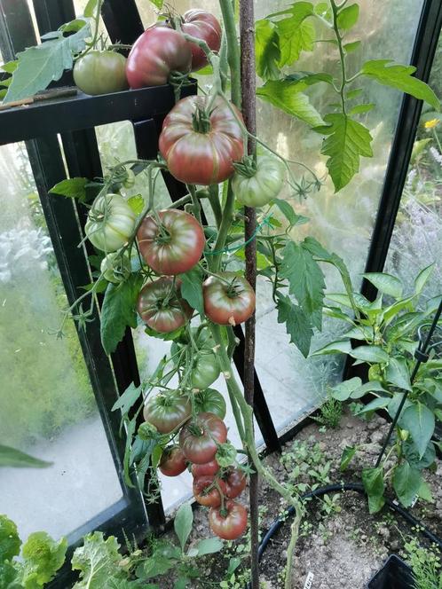 5 zaden tomaat Black from Tula, Tuin en Terras, Bloembollen en Zaden, Zaad, Voorjaar, Volle zon, Verzenden