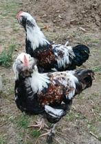 Faverolle haan, Dieren en Toebehoren