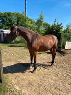 Recreatie paard, Dieren en Toebehoren, Paarden, Merrie