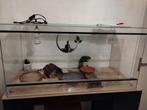 A vendre terrarium, Animaux & Accessoires, Enlèvement, Comme neuf, Incubateur ou Couveuse