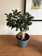 Ficus microcarpa "Ginseng" (Chinese vijg) - echte plant, Ficus, En pot, Moins de 100 cm, Enlèvement