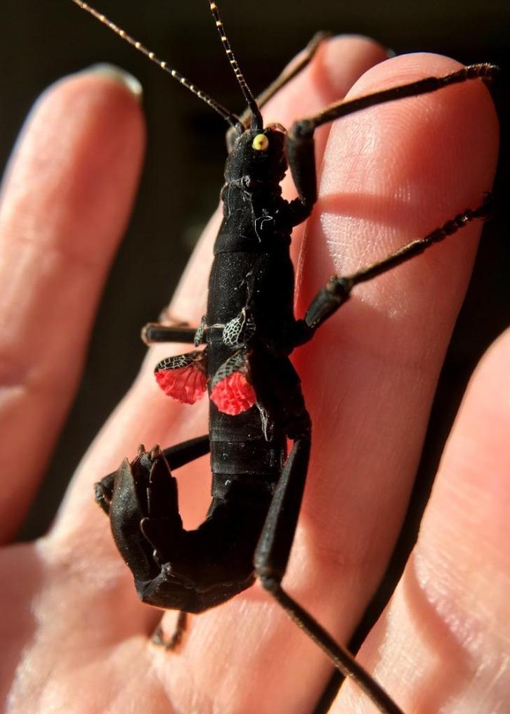 Phasme Peruphasma schultei, Dieren en Toebehoren, Reptielen en Amfibieën | Toebehoren, Nieuw, Overige typen, Ophalen