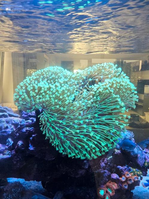 Koraalstekken weeping willow toxic green sarcophyton, Dieren en Toebehoren, Vissen | Aquaria en Toebehoren, Zo goed als nieuw