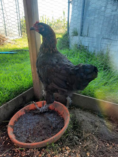 Twee hanen, Dieren en Toebehoren, Pluimvee