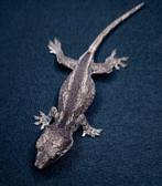 Gargoyle gekko nakweek september 2023, Animaux & Accessoires, Reptiles & Amphibiens