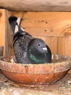 Jonge duiven te koop reserveren wel zelf ringen brengen, Dieren en Toebehoren