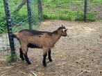 Vlaamse geit lammetjes, Animaux & Accessoires, Moutons, Chèvres & Cochons, Chèvre, Plusieurs animaux, 0 à 2 ans