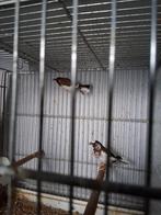 Jap meeuwen (bonte), Animaux & Accessoires, Oiseaux | Oiseaux Autre