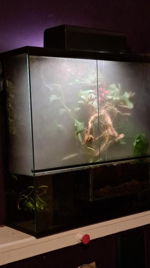 Paludarium - Queenies Glas en Terrarium specialisten, Dieren en Toebehoren, Reptielen en Amfibieën | Toebehoren, Nieuw, Terrarium of Paludarium