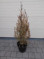 Forsythia kegel vorm, Enlèvement