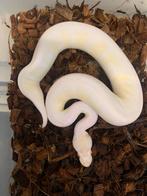 Ball Python 1.1 Snow 50% het pied, Dieren en Toebehoren