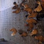 Jonge kukkerhennen/krielkippen, Dieren en Toebehoren