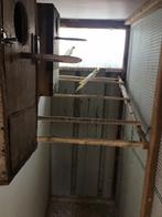 Jonge lutino valparkieten te koop, Dieren en Toebehoren