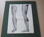 M263. Planche anatomique neurologique de la jambe, Ophalen of Verzenden, Gebruikt