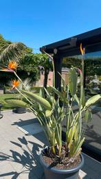 Strelitia, Tuin en Terras, Planten | Tuinplanten, Ophalen
