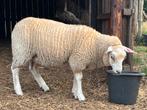 Swifter ooilam, Dieren en Toebehoren, Schapen, Geiten en Varkens, Vrouwelijk, Schaap, 0 tot 2 jaar