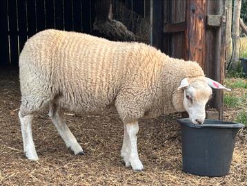 Swifter ooilam, Femelle, Mouton, 0 à 2 ans