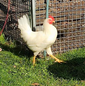 Broedeieren raszuivere witte leghorn beschikbaar voor biedingen