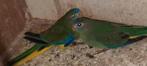 Turquoisineparkiet, Plusieurs animaux, Perruche, Bagué