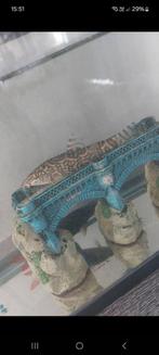 Poisson eau chaude, Dieren en Toebehoren