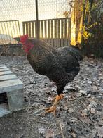 Tamme haan olijflegger/groenlegger, Dieren en Toebehoren, Pluimvee