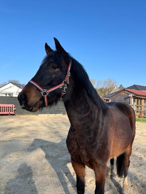 D pony, Dieren en Toebehoren, Pony's, Ruin, Onbeleerd, 3 tot 6 jaar, Met stamboom, Gechipt, Ontwormd