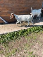 Boeregeit, Dieren en Toebehoren, Schapen, Geiten en Varkens