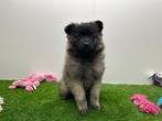 Wolfskeeshond pups, België, Keeshond, 8 tot 15 weken, CDV (hondenziekte)