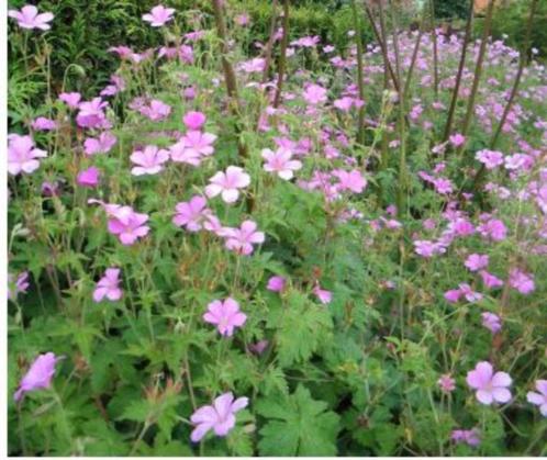 Geranium endressii 'Wargrave Pink' - Ooievaarsbek (vaste pla, Jardin & Terrasse, Plantes | Jardin, Plante fixe, Enlèvement