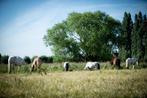 Paddock Paradise voor A, B of kleine C pony, Dieren en Toebehoren, Weidegang, 1 paard of pony