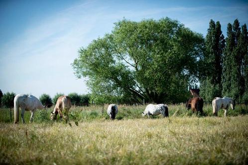 Paddock Paradise voor A, B of kleine C pony, Dieren en Toebehoren, Stalling en Weidegang, Stalling, Weidegang, 1 paard of pony