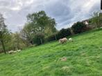 Weide gevraagd, Dieren en Toebehoren, Stalling en Weidegang, Weidegang, 4 paarden of pony's of meer