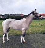 Sportpony, Knappe C pony, pony, kinderpony, Dieren en Toebehoren, Pony's, Merrie, C pony (1.27m tot 1.37m), Springpony, 7 tot 10 jaar