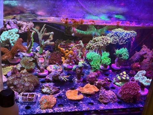 Koraal stekken frags, Dieren en Toebehoren, Vissen | Aquariumvissen, Zoutwatervis, Overige typen