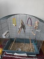 2 calopsittes avec cages, Plusieurs animaux, Perruche, Domestique