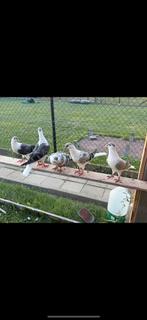 Afg duiven, Dieren en Toebehoren, Vogels | Duiven