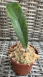 Hoya Tanggamus Lampung 2, Minder dan 100 cm, Verzenden, Vetplant