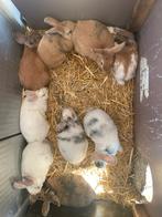 Konijnen, Dieren en Toebehoren, Knaagdieren, Mei, Tam