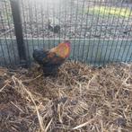 Haan, Mâle, Poule ou poulet