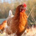 Legkippen legklaar - 0472-51.09.71 - open tot 21u, Dieren en Toebehoren, Pluimvee, Kip