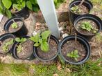 Yacon, Tuin en Terras, Planten | Tuinplanten, Ophalen