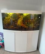 Aquarium, Ophalen, Zo goed als nieuw, Gevuld zoetwateraquarium